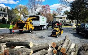 Best Emergency Tree Removal  in Lake Shore, WA