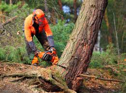 Best Tree and Shrub Care  in Lake Shore, WA