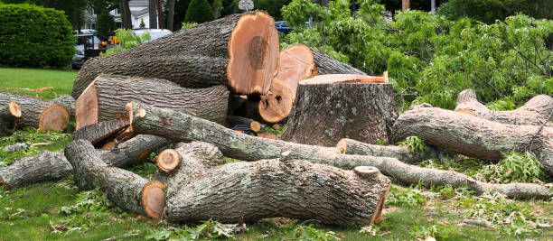 Best Tree Removal  in Lake Shore, WA