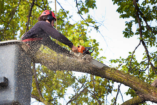 Best Fruit Tree Pruning  in Lake Shore, WA