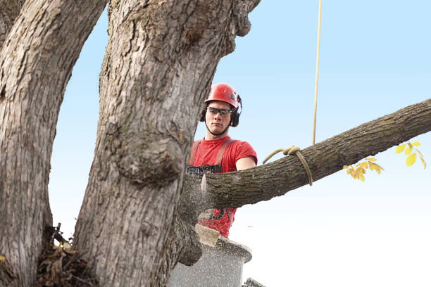 Best Palm Tree Trimming  in Lake Shore, WA