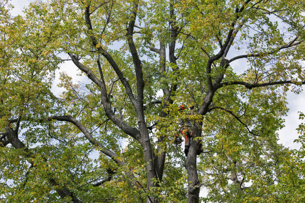 Trusted Lake Shore, WA Tree Care Experts