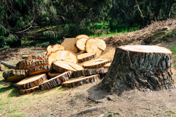 Best Emergency Tree Removal  in Lake Shore, WA